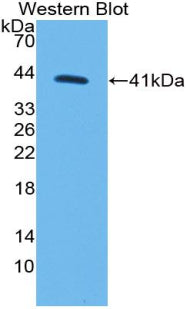 Monocyte Chemotactic Protein 1 (MCP1) Polyclonal Antibody - image 2