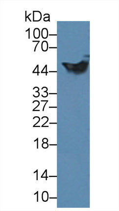 Western Blot; Sample: Rat Cerebellum lysate; ;Primary Ab: 1µg/ml Rabbit Anti-Rat GFAP Antibody;Second Ab: 0.2µg/mL HRP-Linked Caprine Anti-Rabbit IgG Polyclonal Antibody;