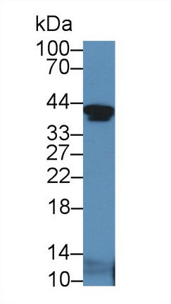 Western Blot; Sample: Recombinant protein.