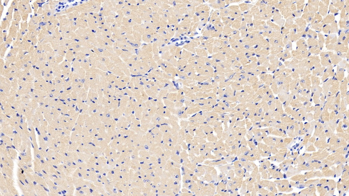 Insulin Like Growth Factor Binding Protein 2 (IGFBP2) Polyclonal Antibody - image 4