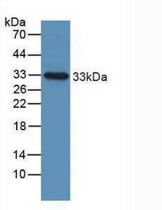 Western Blot; Sample: Recombinant IGFBP2, Human.