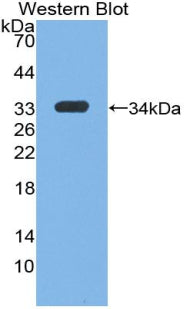 Insulin Like Growth Factor 1 (IGF1) Polyclonal Antibody - image 2