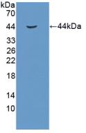 Insulin Like Growth Factor 1 (IGF1) Polyclonal Antibody - image 2
