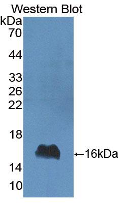 Interferon Gamma (IFNg) Polyclonal Antibody - image 2