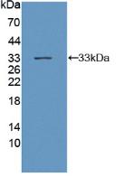 Glycoprotein 130 (gp130) Polyclonal Antibody - image 2