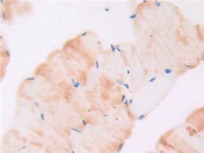 DAB staining on IHC-P; Samples: Mouse Liver Tissue.