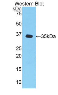 Chemokine (C-X-C Motif) Ligand 1 (CXCL1) Polyclonal Antibody - image 2