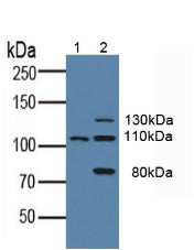 Western Blot; Sample: Recombinant Flt3, Mouse.