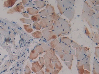 DAB staining on IHC-P; Samples: Mouse Testis Tissue.