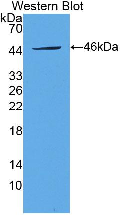 Fibroblast Growth Factor 1, Acidic (FGF1) Polyclonal Antibody - image 2