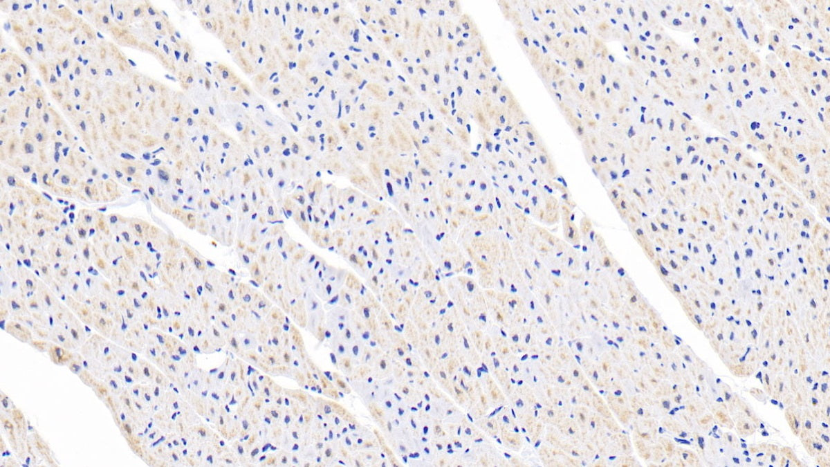 Fibroblast Growth Factor 1, Acidic (FGF1) Polyclonal Antibody - image 4