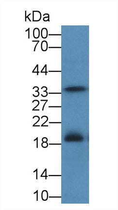 Western Blot; Sample: Recombinant protein.
