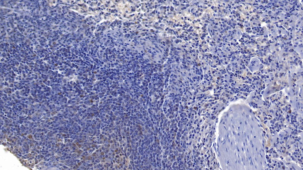 Factor Related Apoptosis Ligand (FASL) Polyclonal Antibody - image 4