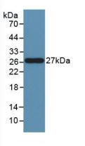 Western Blot; Sample: Hela cell lysate; Primary Ab: 1μg/ml Rabbit Anti-Human FASL Antibody; Second Ab: 0.2µg/mL HRP-Linked Caprine Anti-Rabbit IgG Polyclonal Antibody;