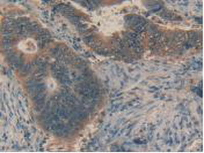 Factor Related Apoptosis Ligand (FASL) Polyclonal Antibody - image 5