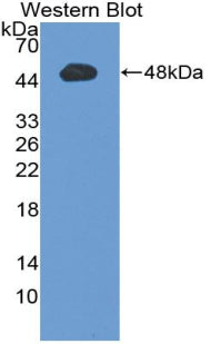 Western Blot; Sample: Lane1: Porcine Liver lysate; Lane2: Porcine Kidney lysate; Primary Ab: 2µg/mL Rabbit Anti-Porcine EPO Antibody; Second Ab: 0.2µg/mL HRP-Linked Caprine Anti-Rabbit IgG Polyclonal Antibody;
