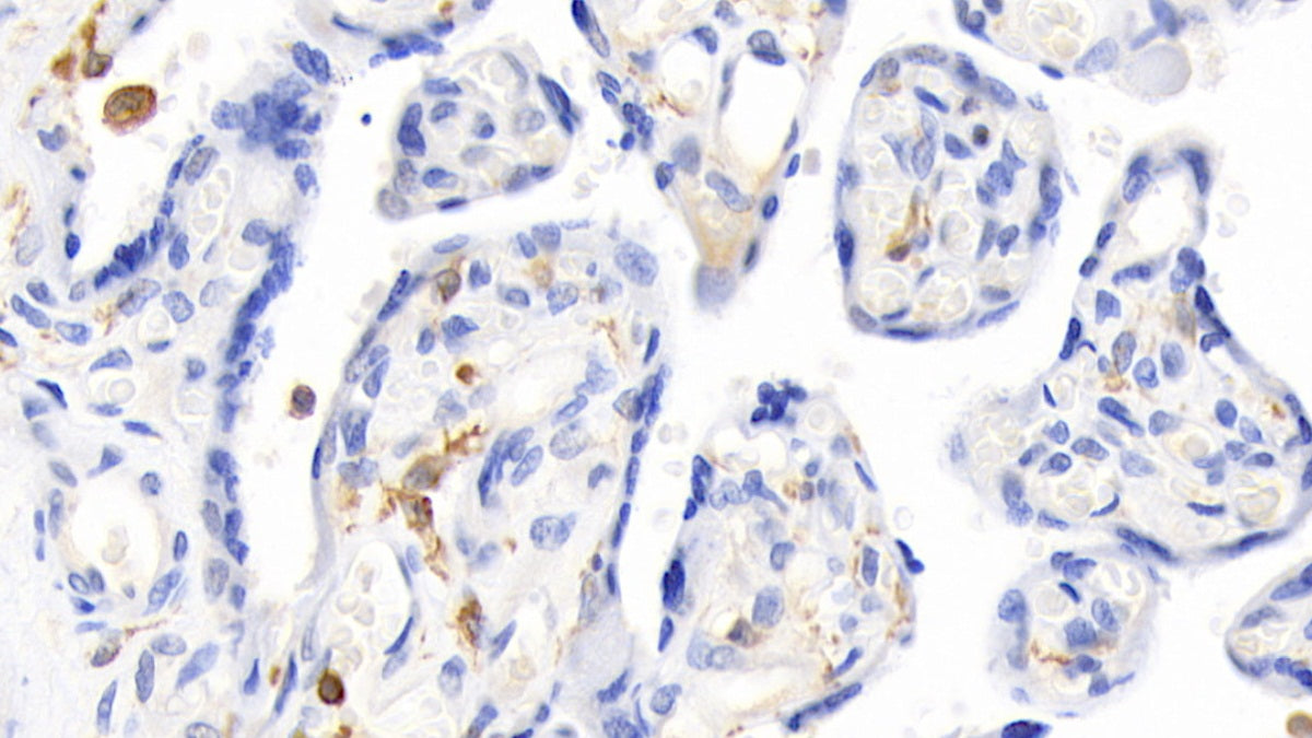 Erythropoietin (EPO) Polyclonal Antibody - image 4