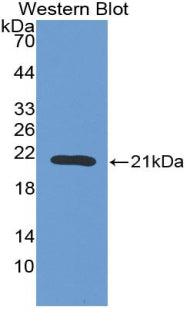 Erythropoietin (EPO) Polyclonal Antibody - image 2