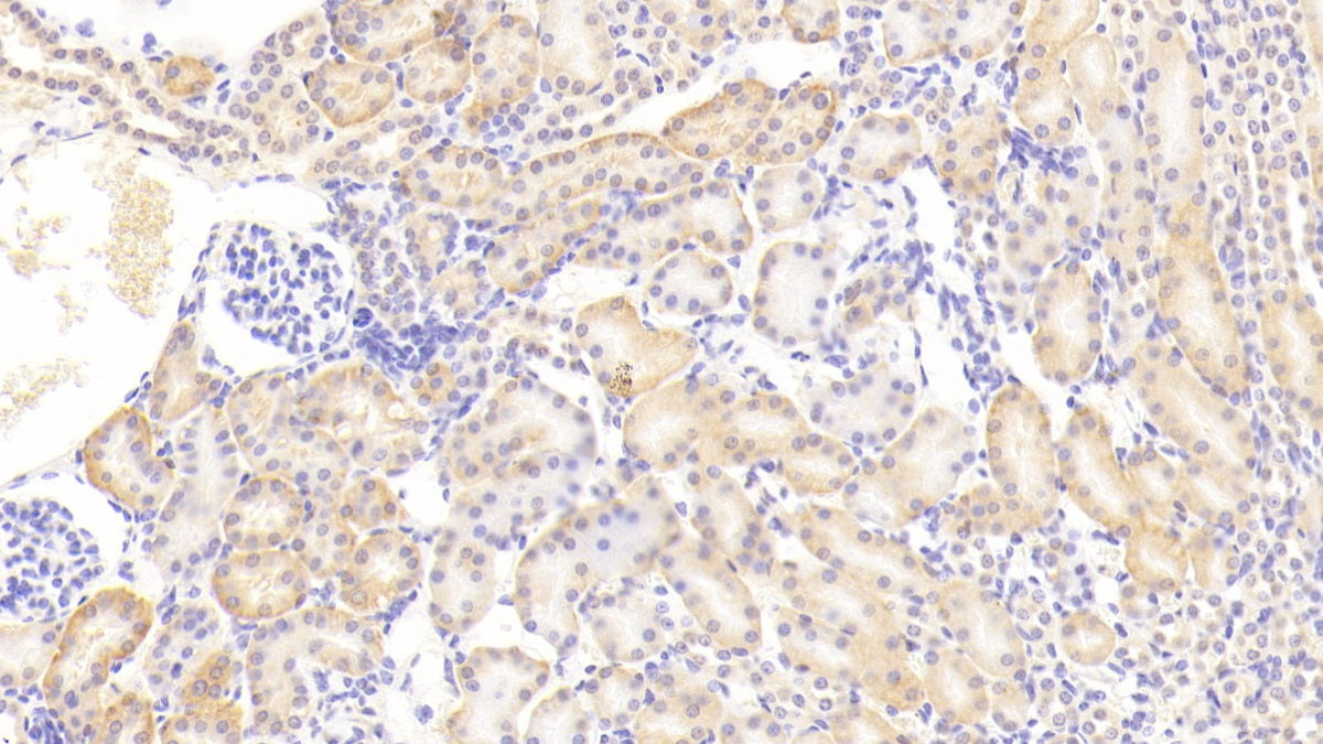 Erythropoietin (EPO) Polyclonal Antibody - image 3