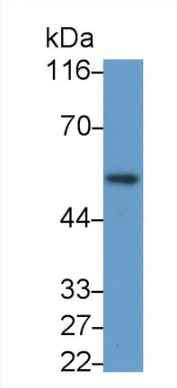 Erythropoietin Receptor (EPOR) Polyclonal Antibody - image 2