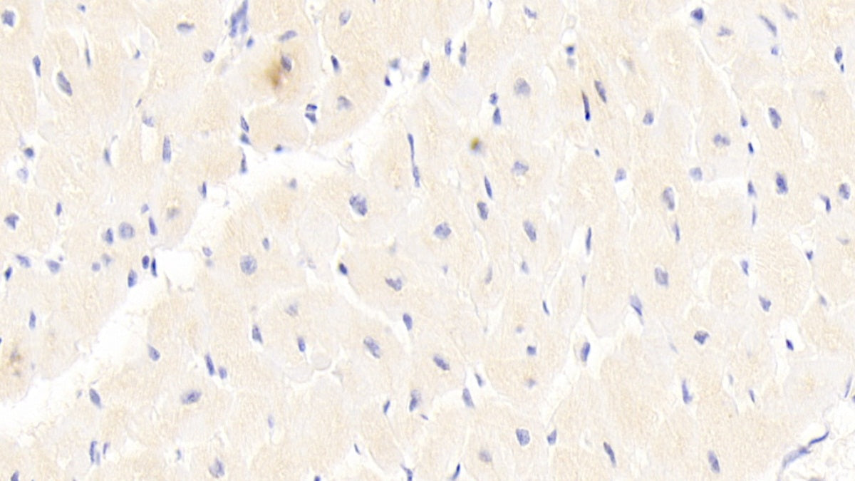 Erythropoietin Receptor (EPOR) Polyclonal Antibody - image 4