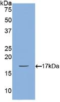 Bone Morphogenetic Protein 2 (BMP2) Polyclonal Antibody - image 2