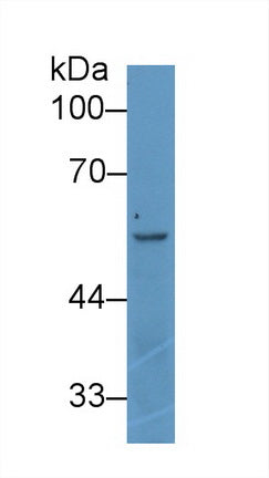 Western Blot; Sample: Recombinant ANGPT2, Rat.