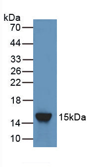 Angiopoietin 2 (ANGPT2) Polyclonal Antibody - image 3