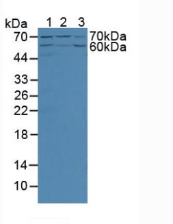 Western Blot; Sample: Recombinant ANGPT2, Porcine.