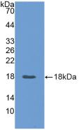 Angiopoietin 2 (ANGPT2) Polyclonal Antibody - image 3