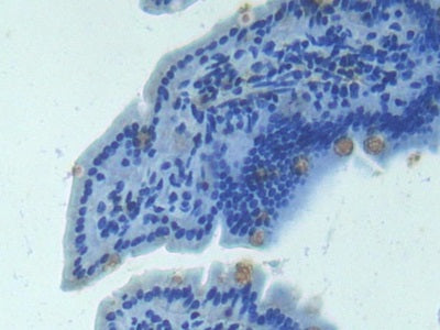 DAB staining on IHC-P; Samples: Mouse Testis Tissue.
