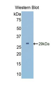 Used in DAB staining on fromalin fixed paraffin-embedded Heart tissue