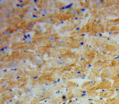 Angiopoietin 2 (ANGPT2) Polyclonal Antibody - image 4