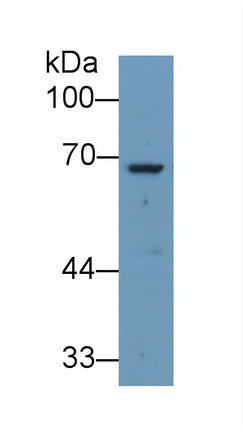 Knockout Varification: <br/>Lane 1: Wild-type K562 cell lysate; <br/>Lane 2: ANGPT2 knockout K562 cell lysate; <br/>Predicted MW: 51,57kDa <br/>Observed MW: 68kDa<br/>Primary Ab: 1µg/ml Rabbit Anti-Human ANGPT2 Ab<br/>Second Ab: 0.2µg/mL HRP-Linked Caprine Anti-Rabbit IgG Polyclonal Antibody<br/>