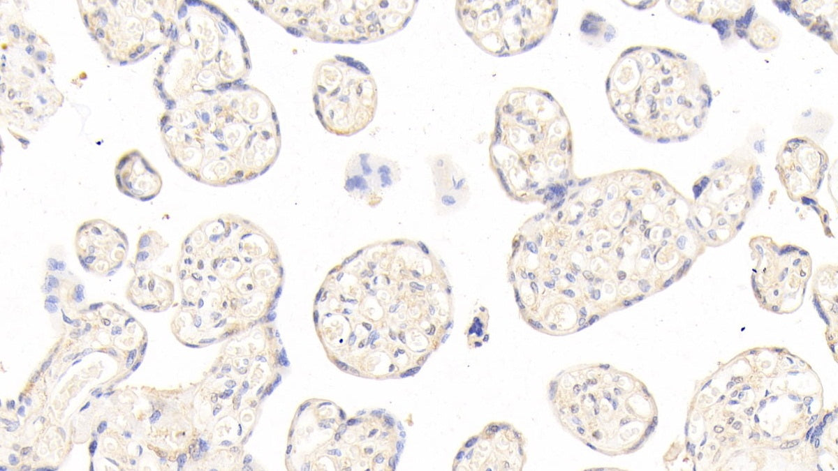 Angiopoietin 2 (ANGPT2) Polyclonal Antibody - image 4