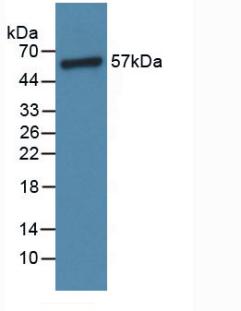 Western Blot; Sample: Recombinant ANGPT1, Rat.