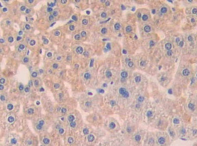 DAB staining on IHC-P; Samples: Mouse Kidney Tissue.