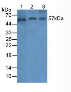 Western Blot; Sample: Recombinant ANGPT1, Human.