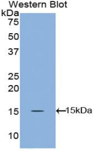 Angiopoietin 1 (ANGPT1) Polyclonal Antibody - image 3