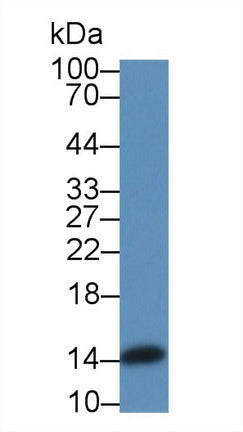 Western Blot; Sample: Rat Liver lysate; <br/>Primary Ab: 2µg/mL Rabbit Anti-Rat ANG Antibody<br/>Second Ab: 0.2µg/mL HRP-Linked Caprine Anti-Rabbit IgG Polyclonal Antibody<br/>