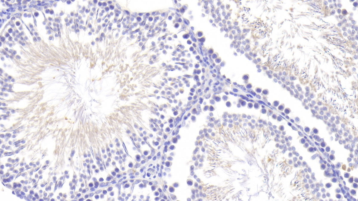 DAB staining on IHC-P. Samples: Rat Tissue)