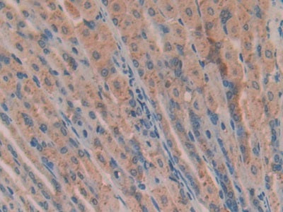 Angiogenin (ANG) Polyclonal Antibody - image 4
