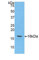 Angiogenin (ANG) Polyclonal Antibody - image 2