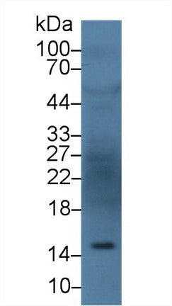 Western Blot; Sample: Recombinant protein.