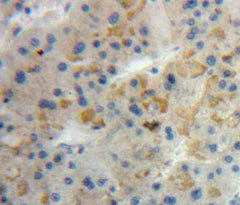 Angiogenin (ANG) Polyclonal Antibody - image 5