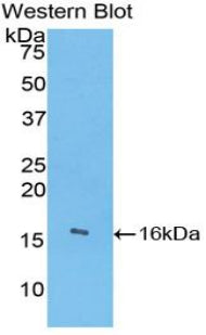 Angiogenin (ANG) Polyclonal Antibody - image 2