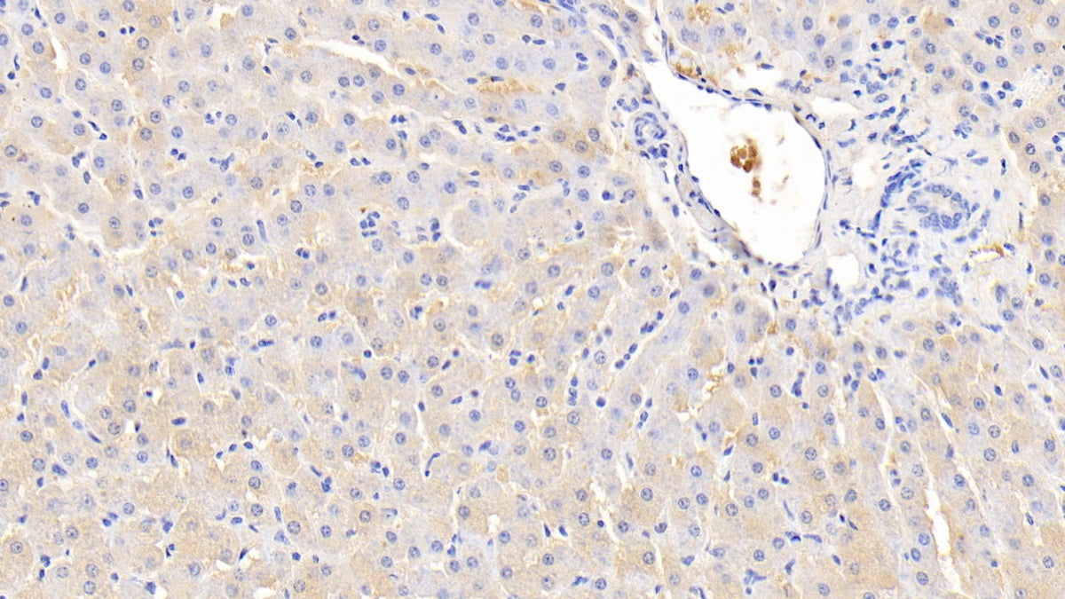 DAB staining on IHC-P; Samples: Bovine Kidney Tissue;  Primary Ab: 20μg/ml Rabbit Anti-Bovine ANG Antibody Second Ab: 2µg/mL HRP-Linked Caprine Anti-Rabbit IgG Polyclonal Antibody