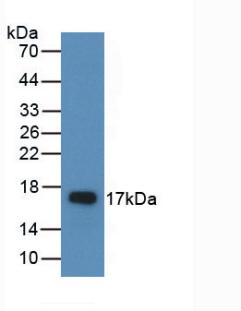 Western Blot; Sample: Mouse Cerebellum lysate; ; Primary Ab: 2µg/ml Rabbit Anti-Rat AREG Antibody; Second Ab: 0.2µg/mL HRP-Linked Caprine Anti-Rabbit IgG Polyclonal Antibody;