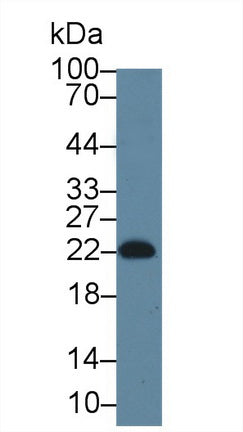 Amphiregulin (AREG) Polyclonal Antibody - image 3