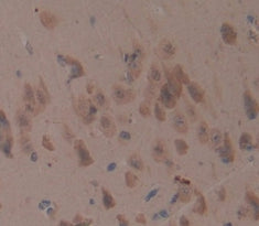 Amphiregulin (AREG) Polyclonal Antibody - image 4